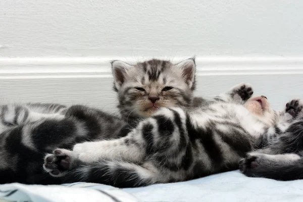 Lindo americano taquigrafía gato gatito con copia espacio — Foto de Stock