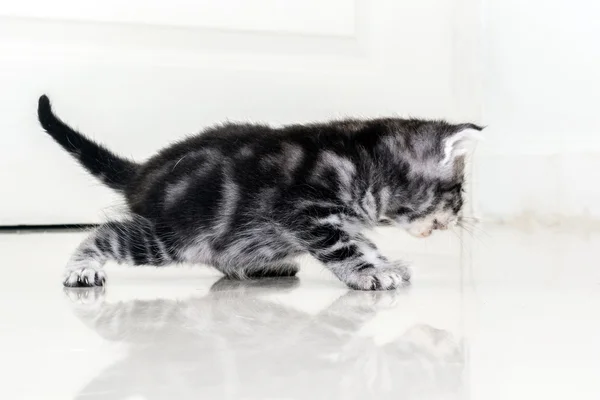 可爱的美国短毛猫猫小猫与副本空间 — 图库照片