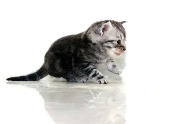 Gatinho americano bonito do gato do shorthair com espaço da cópia — Fotografia de Stock