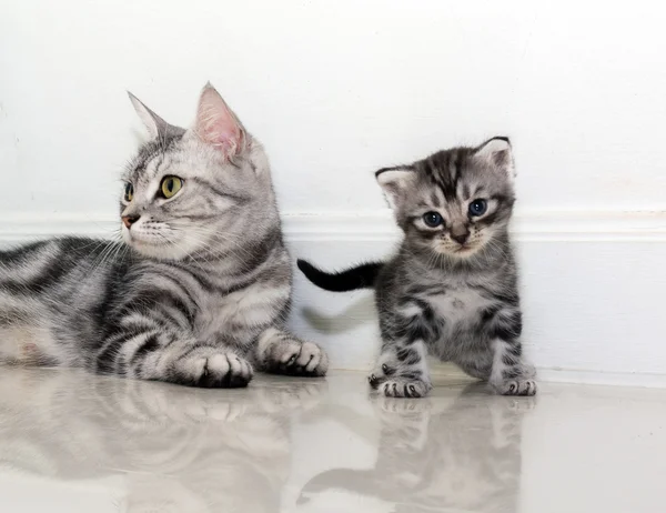 Amerykanin Stenografia kot rodziny. Mama kot z kotek — Zdjęcie stockowe