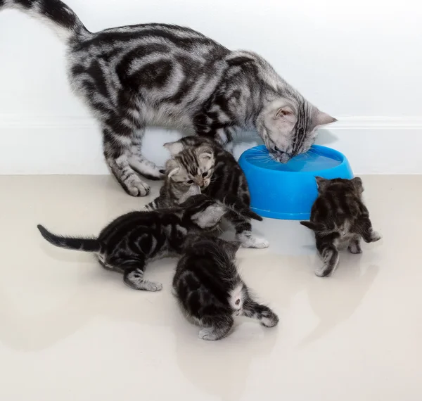 American shorthair cat family. Mom cat with kitten eating food — Stock Photo, Image