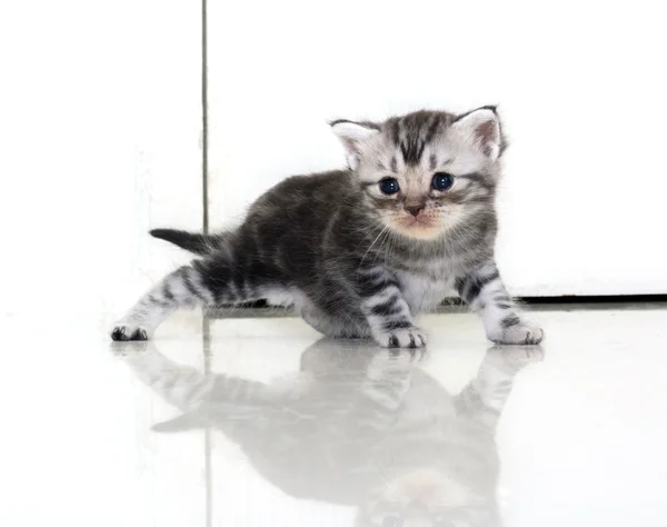 Lindo americano taquigrafía gato gatito con copia espacio — Foto de Stock