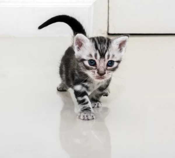 Carino gatto americano stenografia gattino con spazio copia — Foto Stock