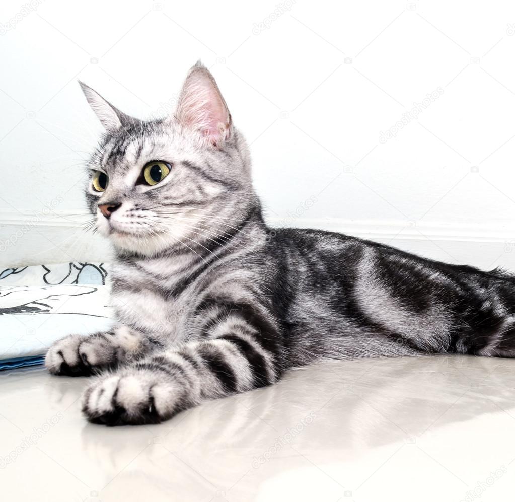American Shorthair Cat Is Sitting And Looking Forward Stock