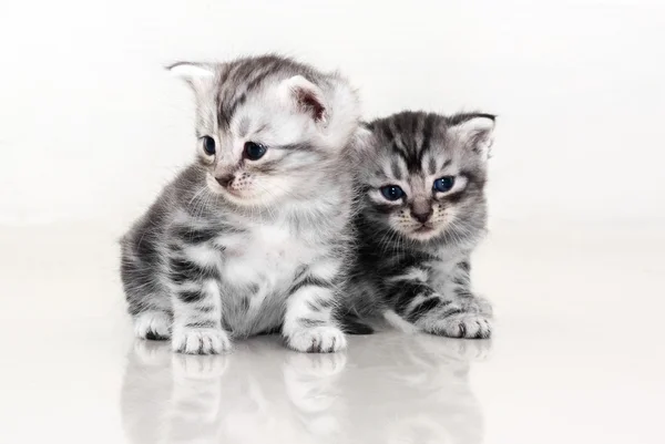 Gatinho americano bonito do gato do shorthair com espaço da cópia — Fotografia de Stock