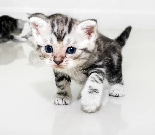 Χαριτωμένος αμερικανικό shorthair γάτα γατάκι με αντίγραφο χώρου — Φωτογραφία Αρχείου