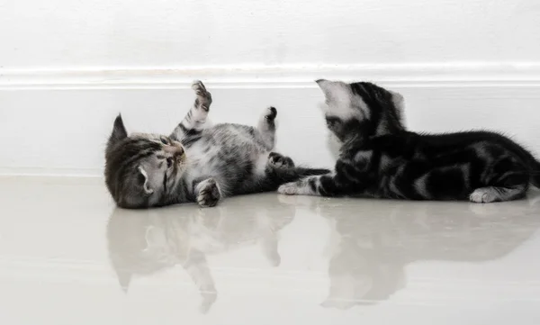 Lindo americano taquigrafía gato gatito con copia espacio —  Fotos de Stock