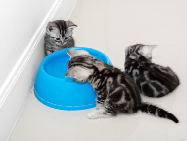 Amerikalı stenografi kedi gıda kopya alanı ile bekliyor