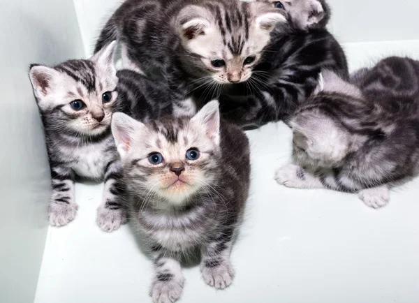 Gatinho americano bonito do gato do shorthair com espaço da cópia — Fotografia de Stock