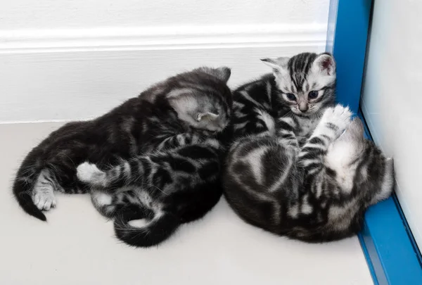 Gatinho americano bonito do gato do shorthair com espaço da cópia — Fotografia de Stock