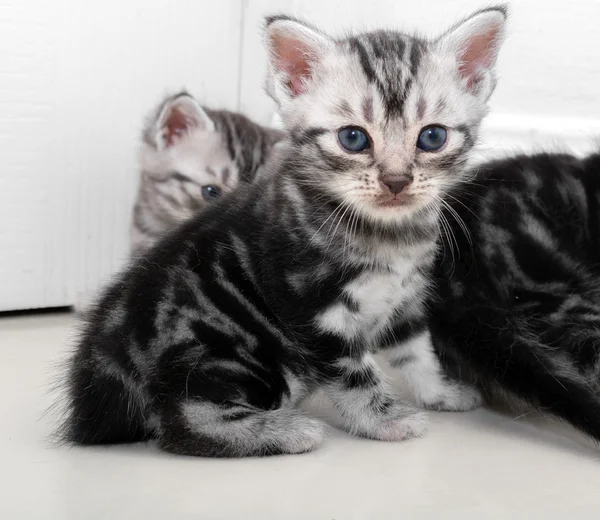 Gatinho americano bonito do gato do shorthair com espaço da cópia — Fotografia de Stock