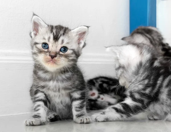 Leuke Amerikaanse korthaar kat katje met kopie ruimte — Stockfoto