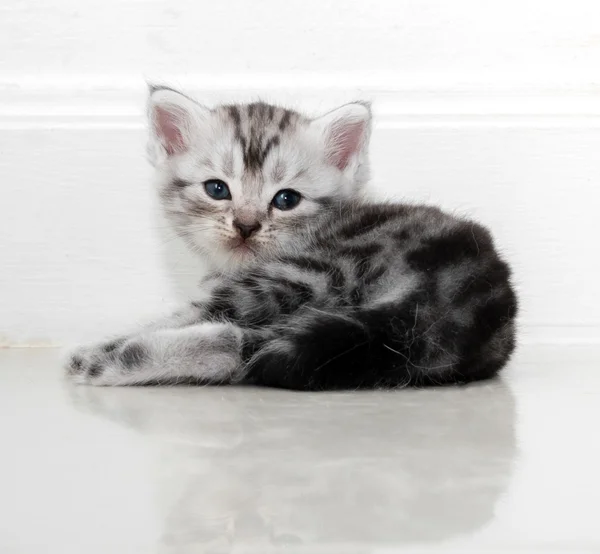 Kucing bulu pendek Amerika yang lucu dengan ruang fotokopi — Stok Foto