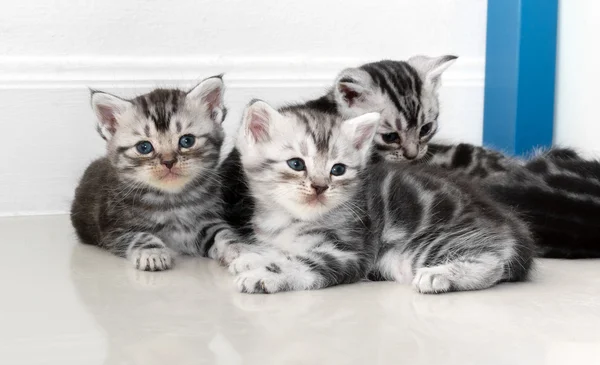 Gatinho americano bonito do gato do shorthair com espaço da cópia — Fotografia de Stock