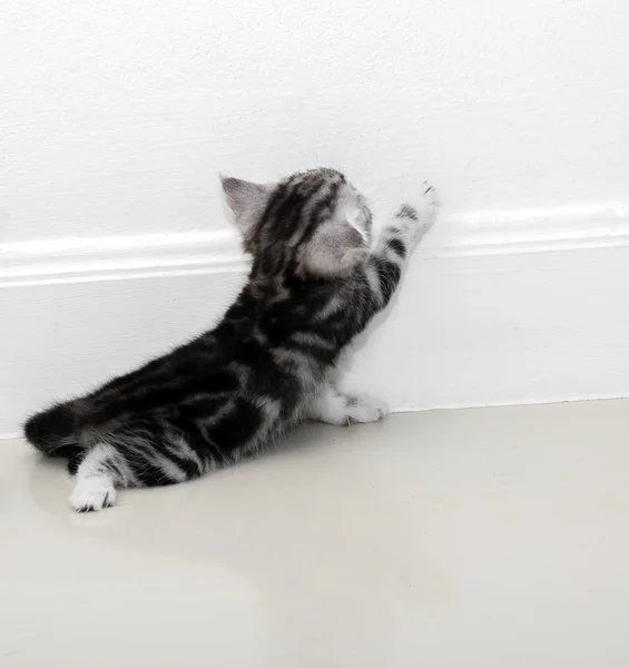 Lindo americano taquigrafía gato gatito con copia espacio — Foto de Stock