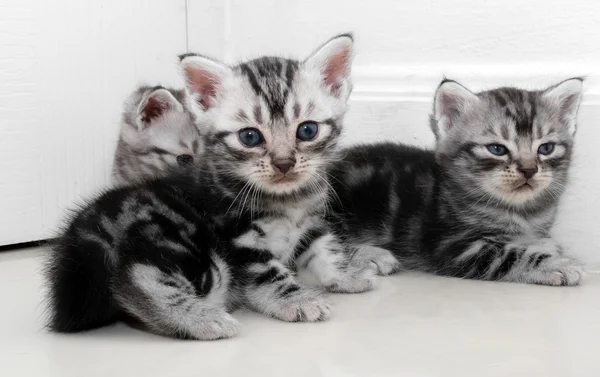 Cute American shorthair cat kitten with copy space — Stock Photo, Image