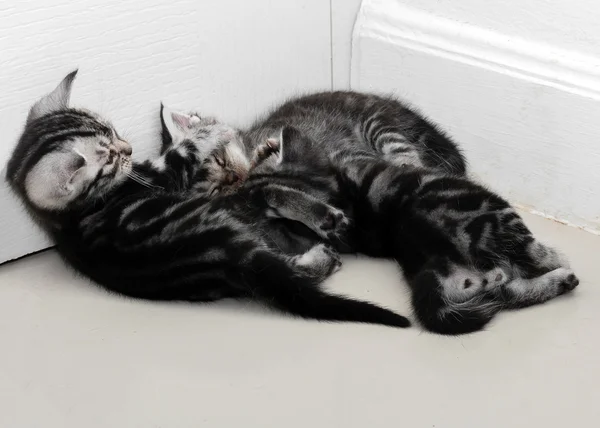 Lindo americano taquigrafía gato gatito con copia espacio — Foto de Stock