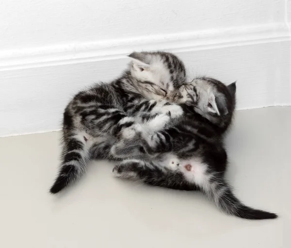 Ładny Amerykanin Stenografia kot kitten z miejsca kopii — Zdjęcie stockowe