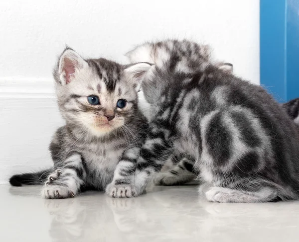Cute American shorthair cat kitten with copy space — Stock Photo, Image