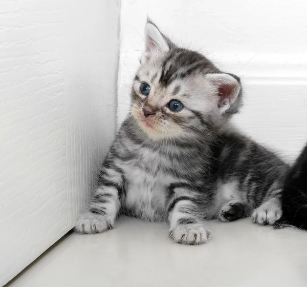 Симпатичный американский короткошерстный котенок с пространством для копирования — стоковое фото