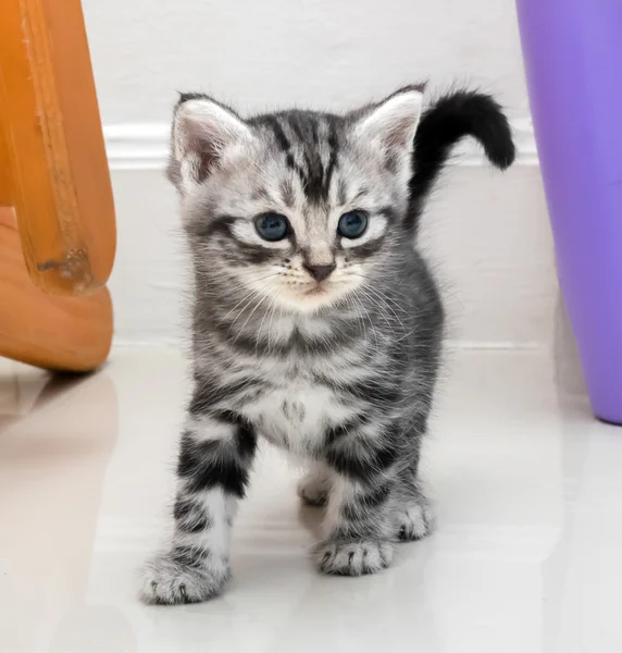 Lindo americano taquigrafía gato gatito con copia espacio — Foto de Stock