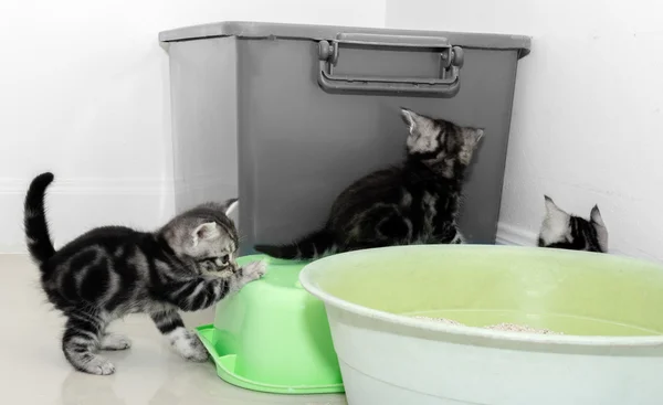 Şirin Amerikalı stenografi kedi kedi kopya alanı ile