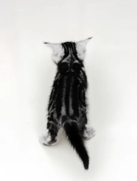 Ładny Amerykanin Stenografia kot kitten z miejsca kopii — Zdjęcie stockowe
