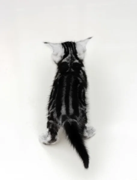 Gatinho americano bonito do gato do shorthair com espaço da cópia — Fotografia de Stock