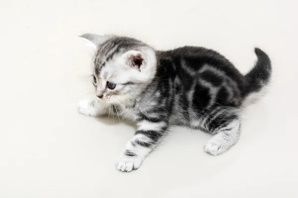 Aranyos amerikai Gyorsírás macska cica-val másol hely — Stock Fotó