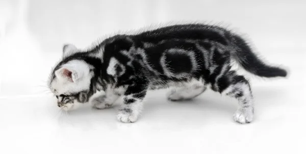 Roztomilá americká krátkosrstá kočka kotě s kopií prostor — Stock fotografie