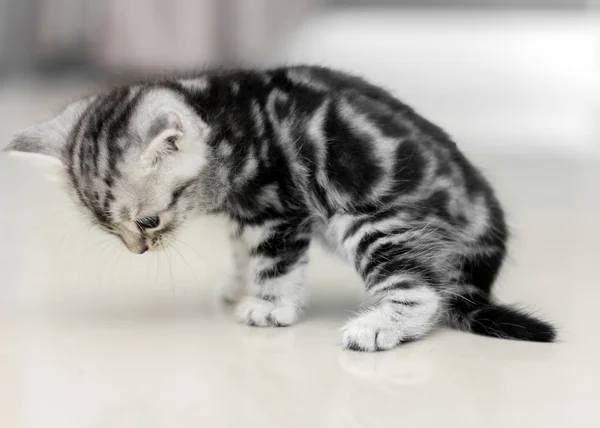 Cute American shorthair cat kitten with copy space — Stock Photo, Image