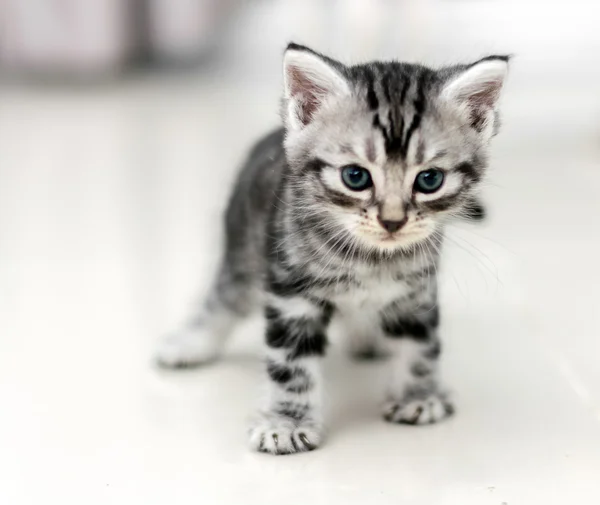 Leuke Amerikaanse korthaar kat katje met kopie ruimte — Stockfoto