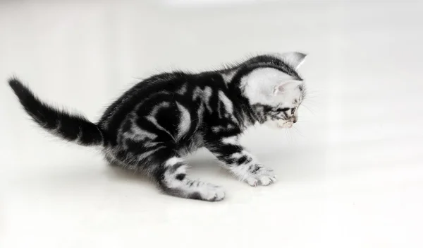 コピー スペースを持つかわいいアメリカンショートヘア猫子猫 — ストック写真