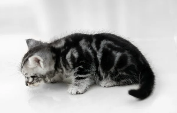 Симпатичный американский короткошерстный котенок с пространством для копирования — стоковое фото