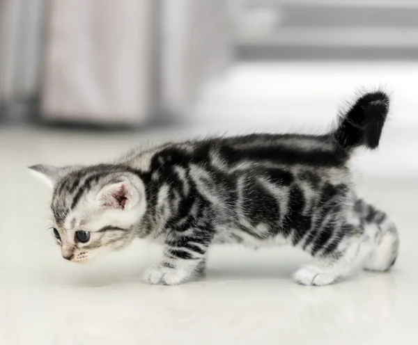 복사 공간 귀여운 미국 shorthair 고양이 고양이 — 스톡 사진