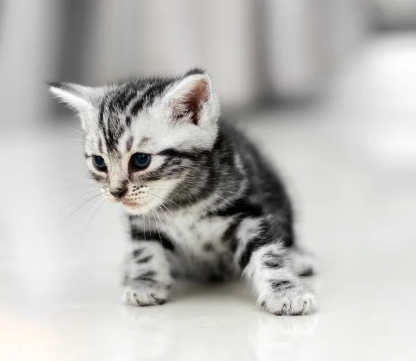 Lindo americano taquigrafía gato gatito con copia espacio — Foto de Stock