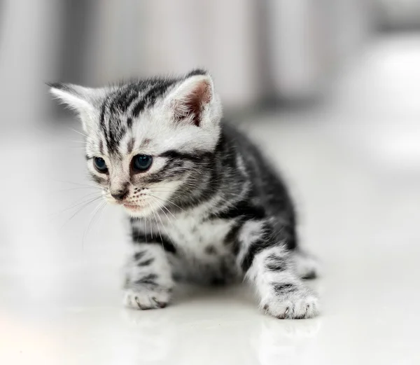 Lindo americano taquigrafía gato gatito con copia espacio —  Fotos de Stock