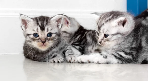 Gatinho americano bonito do gato do shorthair com espaço da cópia — Fotografia de Stock