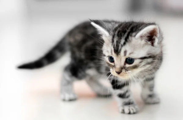 Lindo americano taquigrafía gato gatito con copia espacio — Foto de Stock