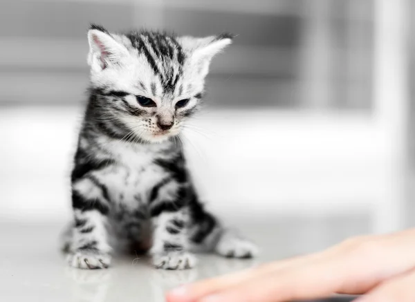 Cute American shorthair cat kitten with copy space — Stock Photo, Image