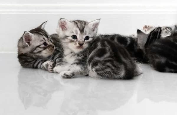 Gatinho americano bonito do gato do shorthair com espaço da cópia — Fotografia de Stock