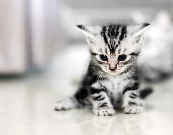 Lindo americano taquigrafía gato gatito con copia espacio —  Fotos de Stock