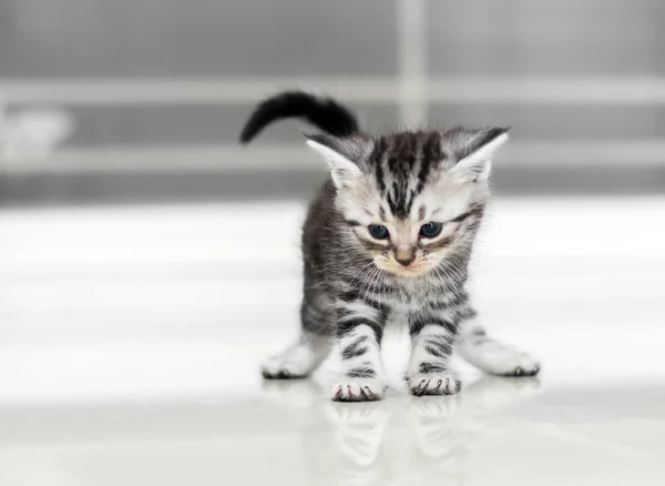 Leuke Amerikaanse korthaar kat katje met kopie ruimte — Stockfoto