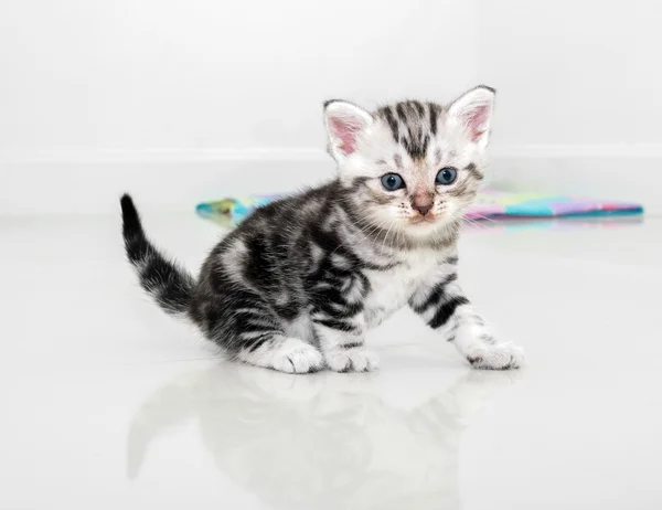 Leuke Amerikaanse korthaar kat katje met kopie ruimte — Stockfoto