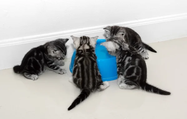 Amerikaanse korthaar kat eten met kopie ruimte te wachten — Stockfoto