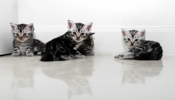 コピー スペースを持つかわいいアメリカンショートヘア猫子猫 — ストック写真