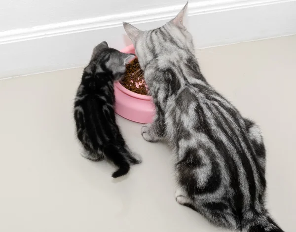Amerikaanse korthaar kat familie. Moeder kat met kitten te eten — Stockfoto