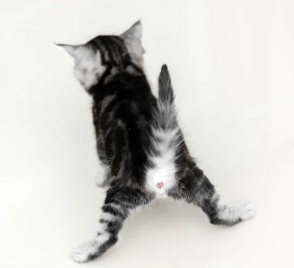 Милий американська короткошерста кішка кошеня з копією простір — стокове фото