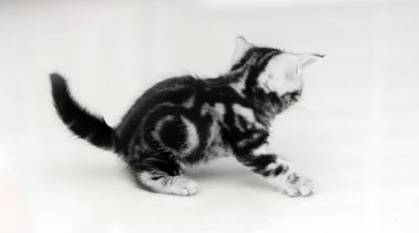 Söta Amerikanen Stenografien katt Kattunge med kopia utrymme — Stockfoto