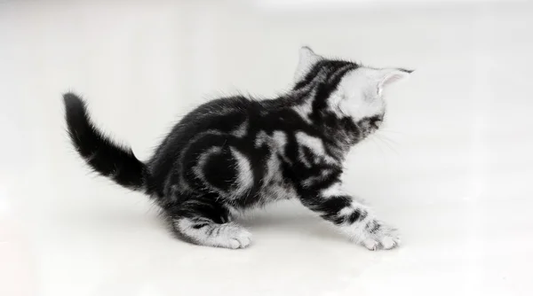 Cute American shorthair cat kitten with copy space — Stock Photo, Image